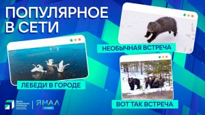 "Ямал-Медиа" продолжает обозревать популярные видео в интернете
