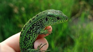 Ловля прытких ящериц🦎