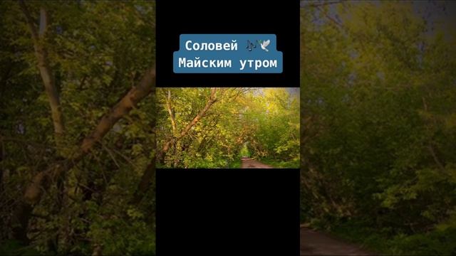 Пение соловья майским солнечным  уторм
