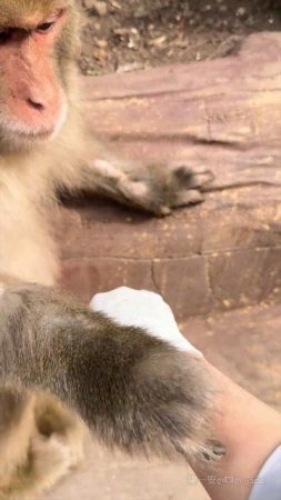 🐒Обезьяна помогла туристке вытащить заноз