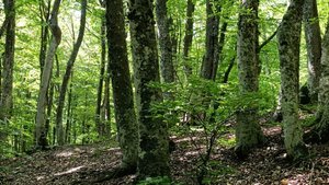 Выход на рощу секвой.