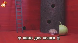 Видео для кошек про крысок развлекать питомцев 🐭🐀😂 (145)