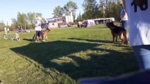 РАБОЧИЙ КОБЕЛИ / КЧК САНКТ-ПЕТЕРБУРГ 17 мая`25 Г.Гринько Моно немецких овчарок