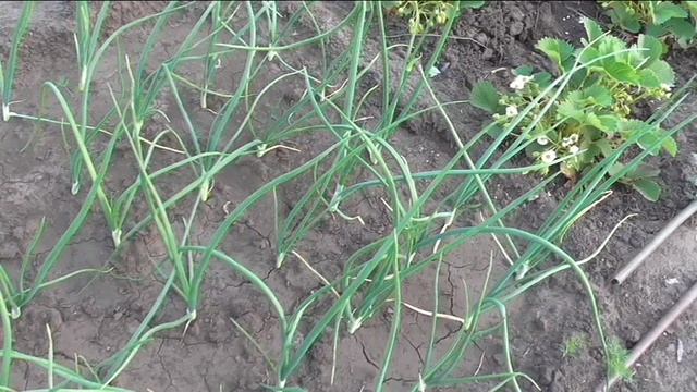 По какой причине стрелкуется лук из севка, и что делать.