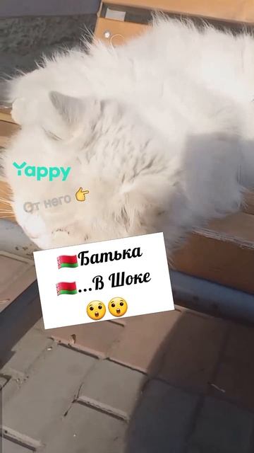 #котики #кошка #киса #домашниеживотные #кошки #пес #собакадругчеловека #собака #собаки #щенок #мимим