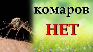 Как избавиться от комаров. Рассмотрим покупные и народные средства