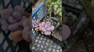 Дотянулись наконец то руки до суккулентов, красавцы начали уже окрашиваться в свои цвета.