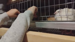 Наши куры самые умные в мире! 😂 Открывают клетку.