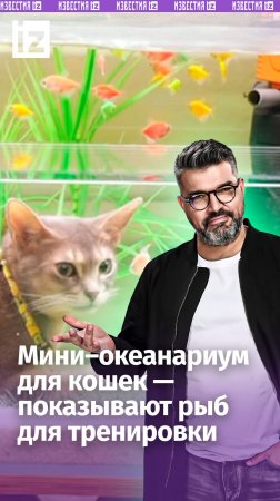 «Котариум»: пушистики смотрят на рыбок и тренируются / «Знаете ли вы, что…»
