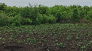Вести с полей, серия 7. Завершение посевной компании.