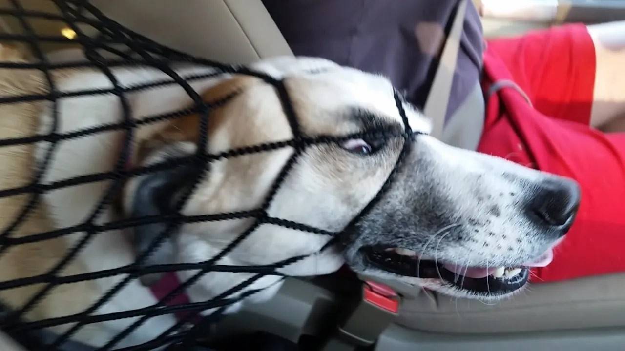 Лучшие ФЭЙЛЫ домашних животных