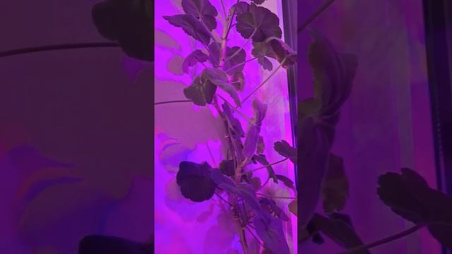 Домашний огород и животные смотреть онлайн