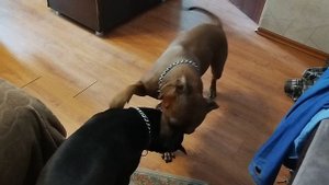 сборы на прогулку, 2 питбуля