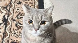 Мой котик Гриша. Анна Каташова