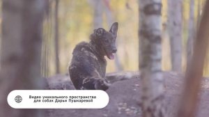 Собака боится салютов, громких звуков. Что делать?