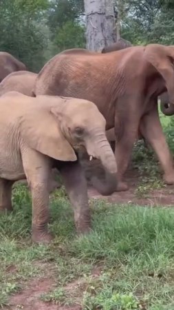 🐘 Такие забавные