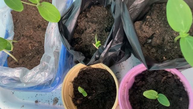 Готовлю новую партию  рассады огурцов для выращивания в открытом грунте.