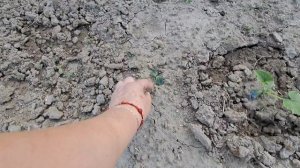 На огороде/Новости о маме