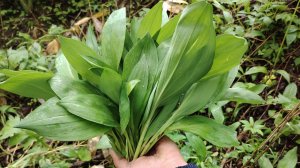 Закрыли сезон | Сбор черемши | Остров Сахалин |Дальний восток| Дикоросы