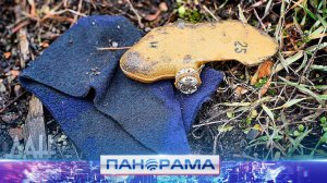 ‼️Осторожно, под ногами "лепестки"! В Кировском районе Макеевки ранен мужчина