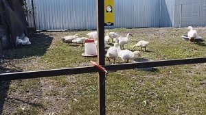 Строим загон для наших гусят.