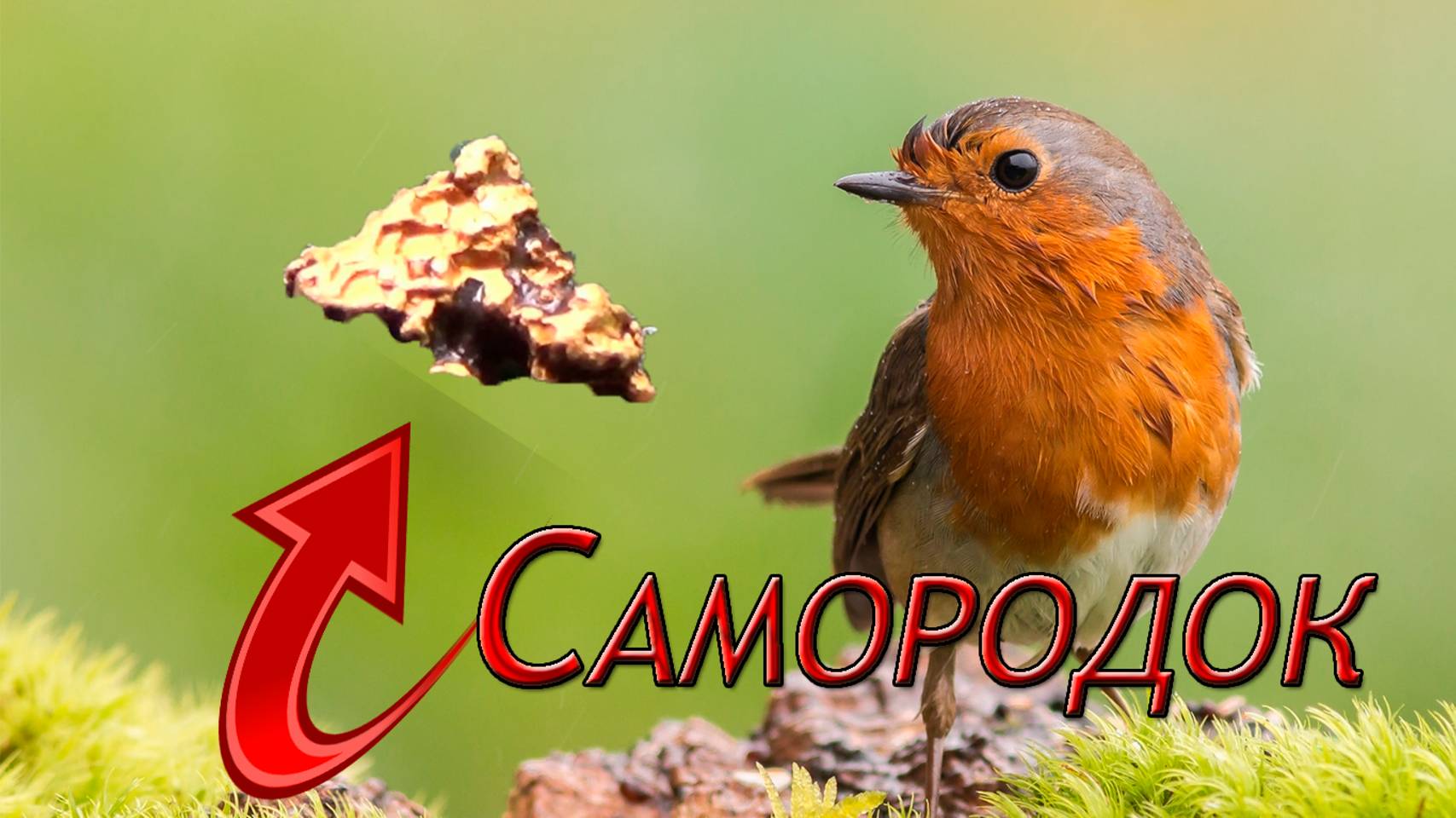 Нашёл Золотой самородок!