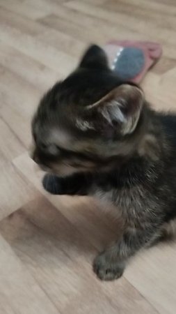 мой котик барсик🥰🥰😍😍😍