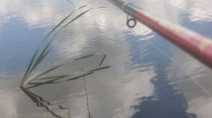 сходили на летнюю рыбалку