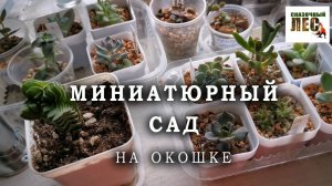 МИНИАТЮРНЫЕ РАСТЕНИЯ //медитация и отрада для глаз/ОБЗОР небольшой коллекции//СКАЗОЧНЫЙ ЛЕС