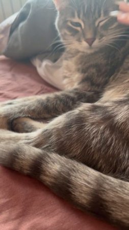 Котя 🐱🐱