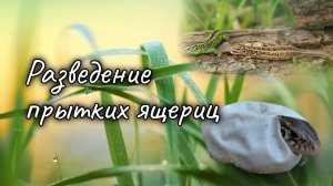 Разведение прытких ящериц