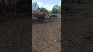 новый кавалер у Звезды