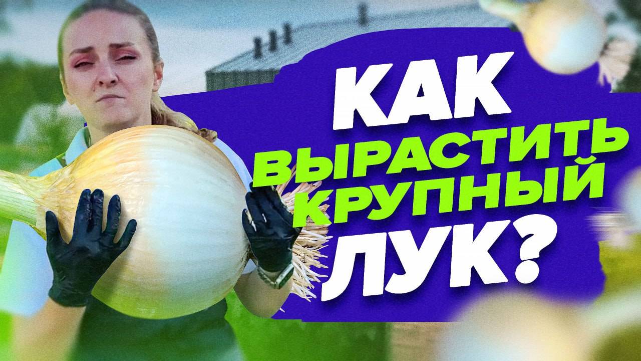 СДЕЛАЙТЕ ЭТО, ЧТОБЫ ВЫРАСТИТЬ КРУПНЫЙ ЛУК ИЗ СЕМЯН