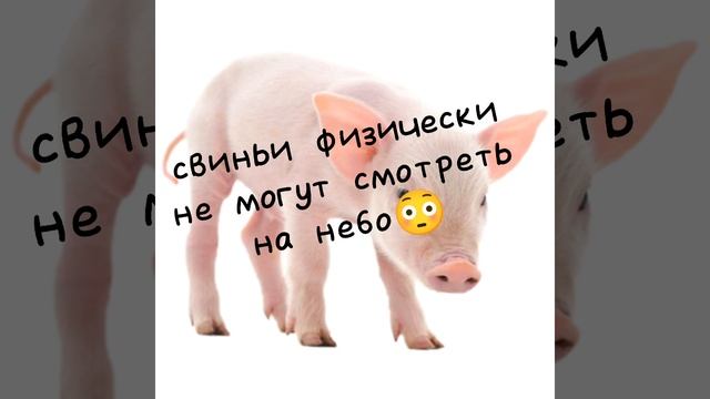 4 интересных факта#факты