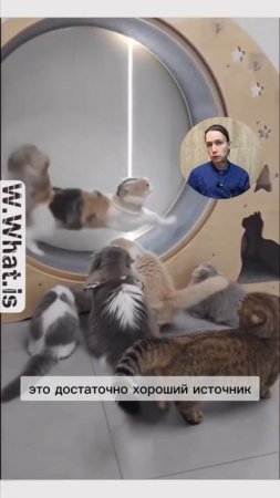 Полезно ли беговое колесо для кошек