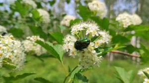 Красивый, но вредный жук. Золотистая бронзовка. Враг садоводов и огородников