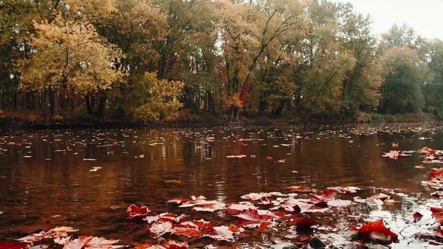 Медленное течение реки на видео. Осенний релакс. Видео для хорошего сна.