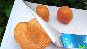 абрикос Свит ред, Астрахань 13.06.24г.