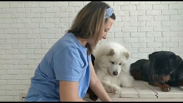 Как стричь когти трём собакам ,чтобы никто не разбегался😊