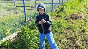 Дикая редька или свербига.