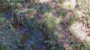 ДИКАЯ и КРАСИВАЯ лесная речка ЛЮНДА. РЫБАЛКА на поплав