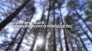 Про безопасность: что нужно знать для безопасного похода в лес?