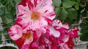 🌹Пёстрая роза🌹"Фоурт ов джули". Июнь 2025.