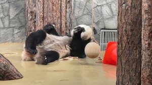 🐼 Панда Катюша демонстрирует свою мастерскую йогу с поеданием ростков в разных позах.