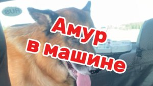 Любитель покатушек😂