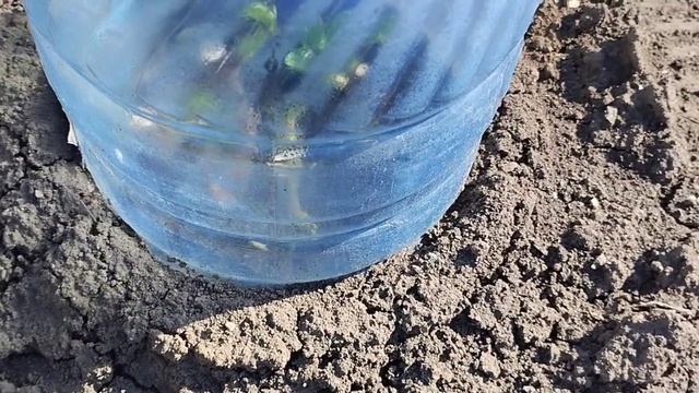 От такой подкормки всё растёт как на дрожжах. смотреть онлайн