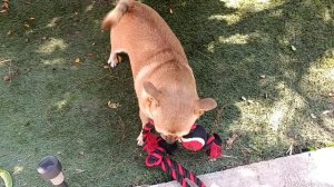 Соболю игрушка пришлась по душе.