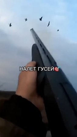 Охота на Гуся 🎯