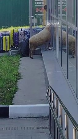 🐏 Барашек заблудился на улице Розы Люксембург