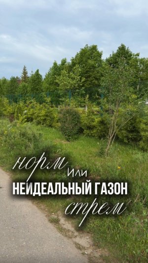 Обязательно ли иметь в саду идеальный газон?